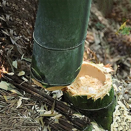 a. Bamboo cutting
